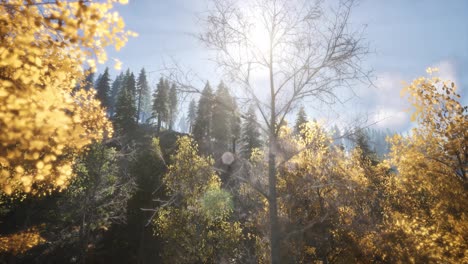 Sun-Beams-through-Trees